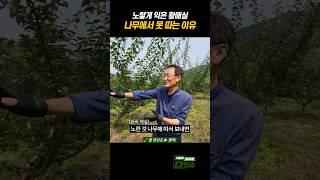 황매실 나무에서 못 따는 이유? #shorts