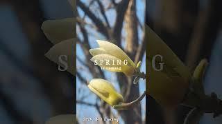 Spring is coming #봄이 오고 있어요 #새봄