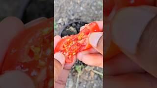 How to grow cherry tomato plants step-by-step