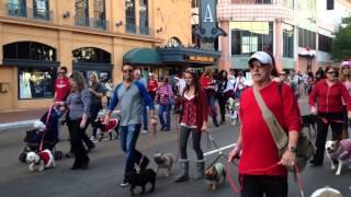 2012 Gaslamp Pet Parade - San Diego