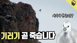 태어나면서부터 헬 난이도로 살아야하는 '흰뺨기러기'