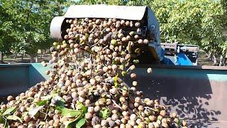 Harvesting Thousands of Tons of Walnuts: Discover the World of Modern Agricultural Technology