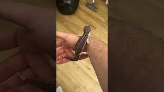 Original panda. This guy was the start to the whole panda project! #reptile  #leopardgecko #gecko