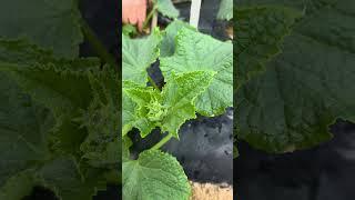 오이모종 잘키우는방법.오이흰가루병 노균병예방방법