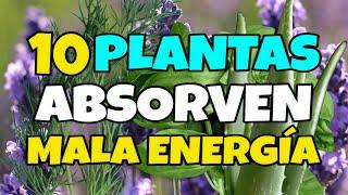 10 PLANTAS que ABSORBEN las MALAS ENERGÍAS en CASA  La Planta #3 y #8  Protegen el HOGAR 🟢