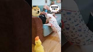 原来狗也爱面子啊？还怕家丑外扬～?? #萌宠成精了#法斗 #傻狗的日常 #搞笑萌宠#法斗蠢萌#貓#狗#寵物#可愛#日常#shorts