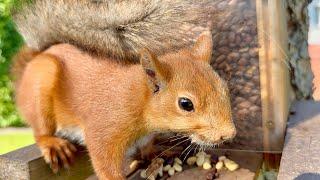 The squirrel mom came for dinner. Беличья мама пришла на ужин.