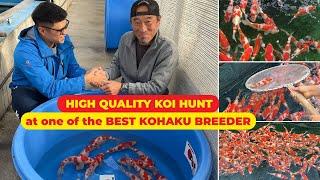 High QUALITY JUMBO KOI FISH HUNT at MARUYAMA KOI FARM - ONE of the BEST KOHAKU KOI BREEDER