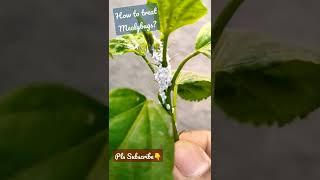 Mealybug Treatment | Hibiscus Plant
