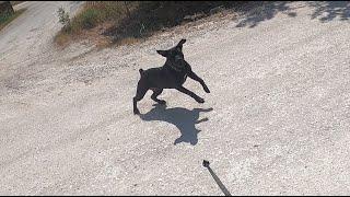 Dog Attack w/Amputee Cyclist on Callisburg, TX ride 8/29/2024