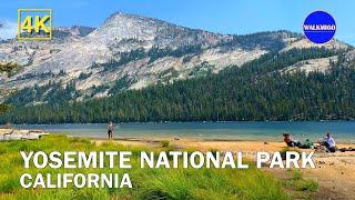 Yosemite National Park - Walking Tour | Beauty of Nature | California | Tenaya Lake | 4K