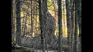 Giant Kootenay Sasquatch Mistakes Man in Ghillie for Another Bigfoot