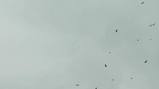 rot with the birds (official audio) (prod by Yada!) (lyrics by gr8tobebait)