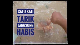 BURUNG PUYUH LANGSUNG DITELAN DIKOLAM KECIL IKAN LELE SUPER BESAR LIAT SAMPAI AKHIR VIDEO