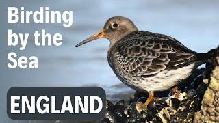 Winter Birding Trip to a Rocky Coast