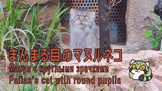【１駅分の癒し】[4K] まんまる目のマヌルネコ　Манул с круглыми зрачками Pallas's cat with round pupils