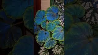 Begonia shiwanshanensis and Its Blue Leaves #begonia #foliageplants #terrariumplants