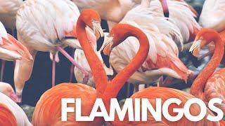 Why Flamingos Feathers Are Pink? | The Incredible Birds!