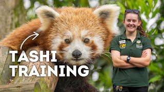 Training a Baby Red Panda! | Paradise Wildlife Park