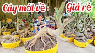 Phôi mai giảo Thủ Đức mới về hoành to giá rẻ 1/6  O3394I77I9 A.Minh Chợ Gạo (@MaivàngQuêdừa)