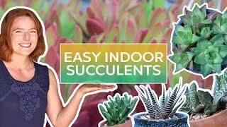 Easy Indoor Succulents (& How to Keep Them Alive!)