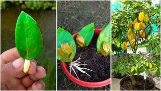 How to Grow a Carambola (Starfruit) Tree from leaves | Propagate star fruit tree