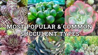 Main Succulent Plant Types With Names & How To Identify Them