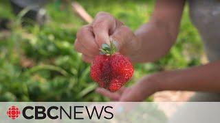 For some on P.E.I., it’s strawberry fields forever