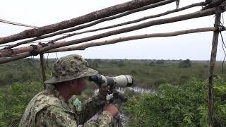 My journey to see birds in Cambodia’s Tonle Sap lake