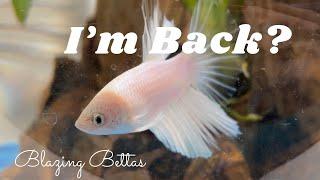 I'm Back? Again? | Blazing Bettas