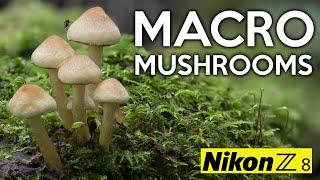 Macro Magic: Photographing Mushrooms with Nikon Z8 | Focus Shift Tips