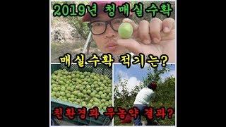 매실농사 매실수확하는시기 친환경과 무농약으로 농사 안짓는 이유를 이야기 해보았습니다  Plum farming