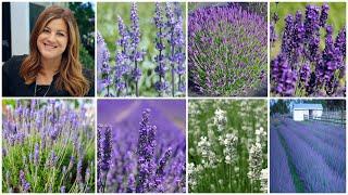 Top 7 Most Popular Varieties of Lavender (+ Lavender Basics)!  // Garden Answer