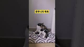 삼색물범의 그루밍 #pet #cat # #grooming