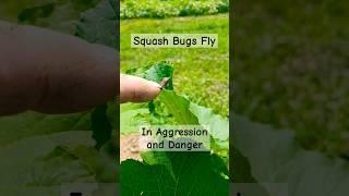 Squash Bugs Fly - for feeding and defense.