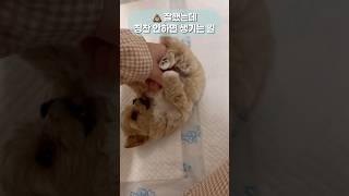 배변훈련 천재 박쪼꼼 #말티푸 #반려견 #반려동물 #브이로그 #강아지브이로그 #강아지 #puppy