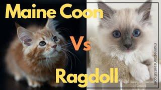 Maine Coon Vs Ragdoll - Key Similarities And Differences