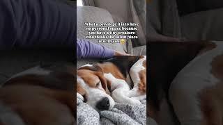 Moments like this  #dogs #doglover #dogowner #dogmom #dogmomlife #dogparents #beagle #beagles #pet