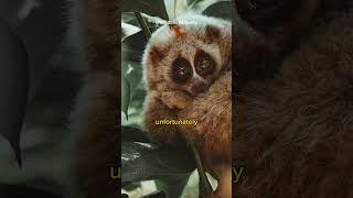 The Slow Loris Chronicles " A Journey into the Mesmerizing Realm of this Delightful Primate "