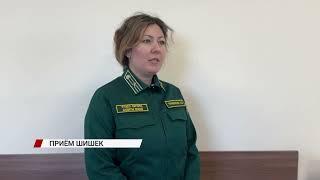 Помоги восстановлению леса: в Бурятии объявили платный приём сосновых шишек