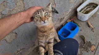 The cute street cat takes me to the empty food bowl and asks me to fill it.