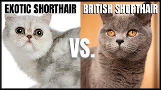 Exotic Cat VS. British Shorthair Cat