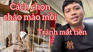 Chia sẻ kinh nghiệm chọn chào mào mồi tập sự , mồi cứng cho ae . Đỡ mất tiền mua lầm