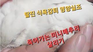 [삑삑이교수]죽어가는 미니메추리 살리기 (탈진,영양실조,식욕감퇴) #buttonquail #병아리