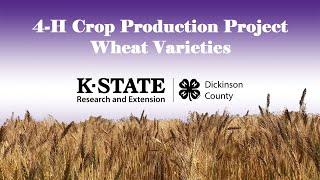 4-H Crop Production: Wheat Plot