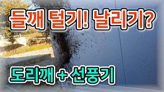 [들깨] 도리깨로 털기! 선풍기로 날리기? 들깨 수확! / 들기름 되기까지 과정 / 들깨와 참깨의 심는 시기, 재배 기간, 수확 시기 - 농사일기