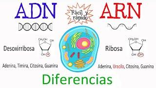  Diferencias entre ADN Y ARN [Fácil y Rápido] | BIOLOGÍA |