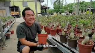 富贵花｜沙漠玫瑰 验证用了【神奇活土的效果】适合用于所有植物的泥土