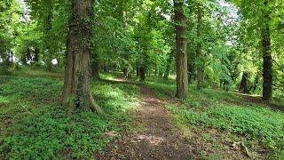 Nightingale Song - Beautiful Bird Sounds!