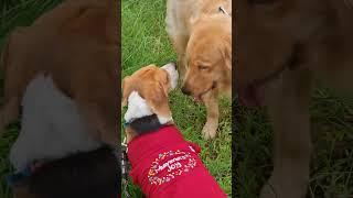 Do beagles get along with other dogs?